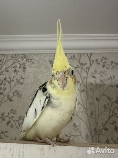 Попугай Корелла