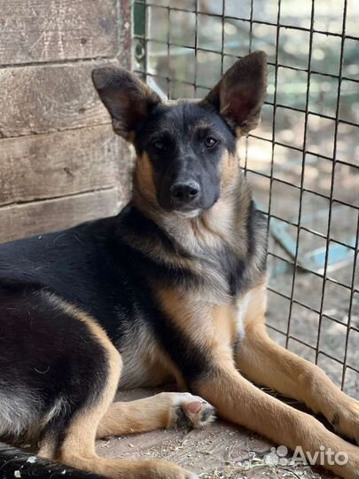 Немецкая овчарка метис в дар щенок