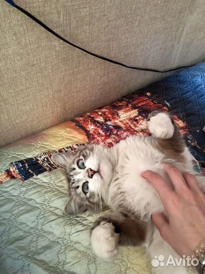 Кошка в дар бесплатно