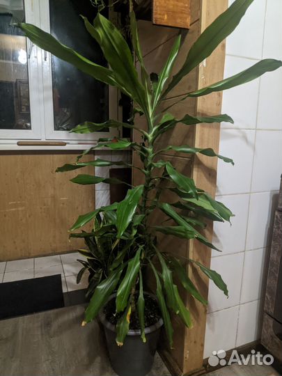 Комнатные растения цветы