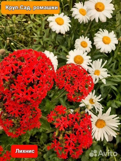 Комнатные цветы шефлера