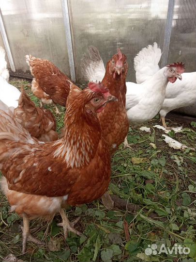 Домашние куриные яйца