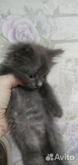 Отдадим котят