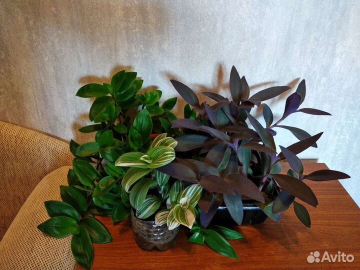 Традесканции 3 вида