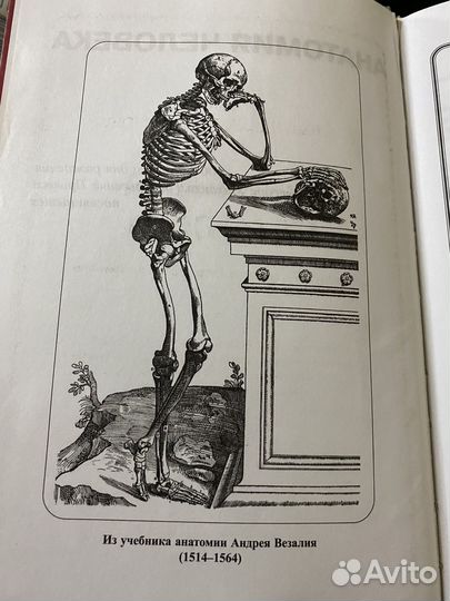 Анатомия человека Привес учебник