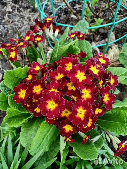 Цветы для сада