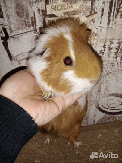 Морская свинка