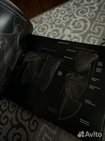 Атлас. Книга. Анатомия