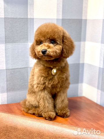 Груминг студия