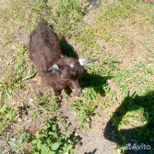 Продам козлят на племя