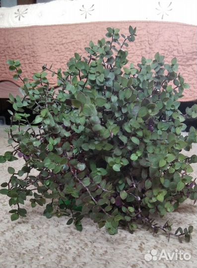 Коллизия зеленая