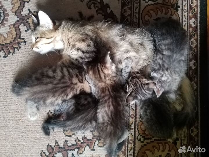 Отдам в добрые руки котята