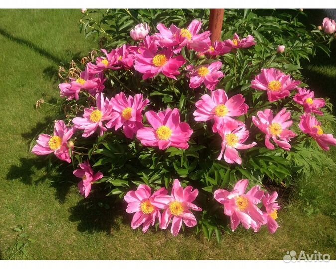 Пион молочноцветковый Little Medicineman