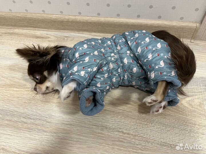 Одежда для маленьких собак