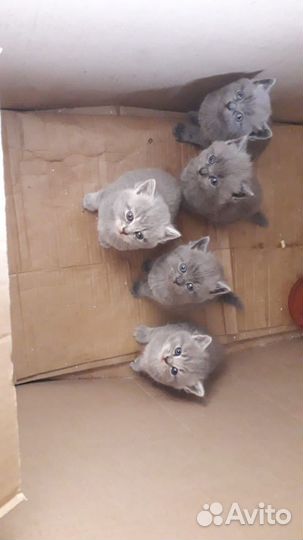 Британские котята