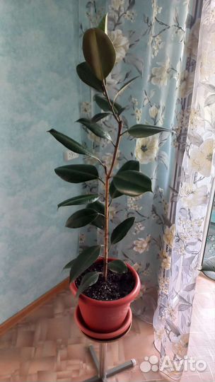 Фикус. Два взрослых цветка. Цена за один