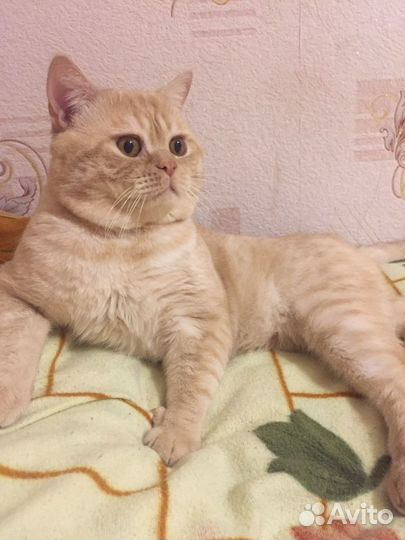 Чистокровный шотландец, вязка