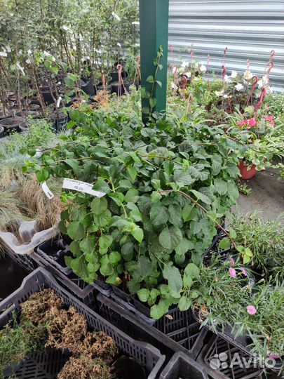 Гортензия Черешковая