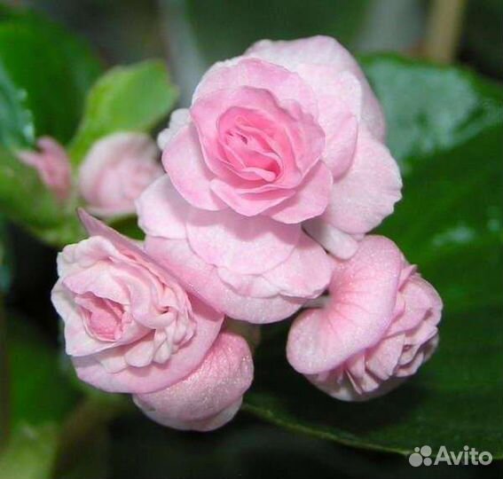 Бегония вечноцветущая махровая