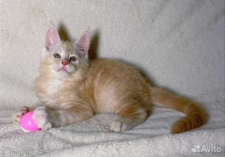 Котятки мейн-кун