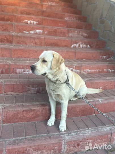 Кобель лабрадора вязка