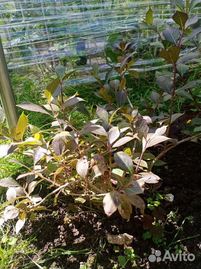 Вейгела саженцы