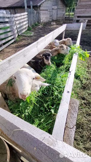 Катумский баран