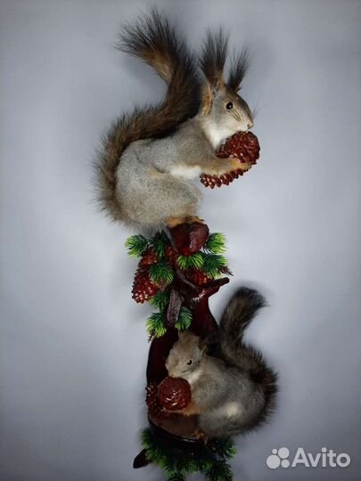 Чучела животных и птиц