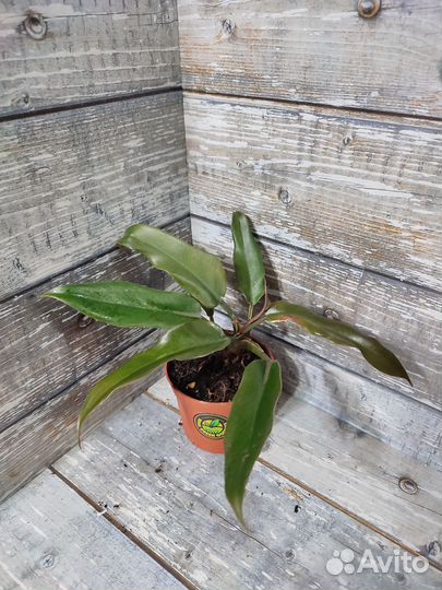 Филодендрон Green Saw