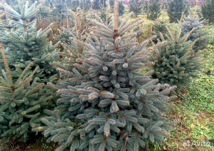 Ель голубая