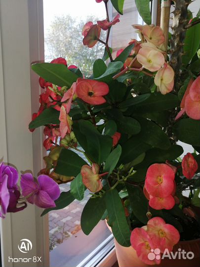 Молочай Миля, сикулент, многолетник