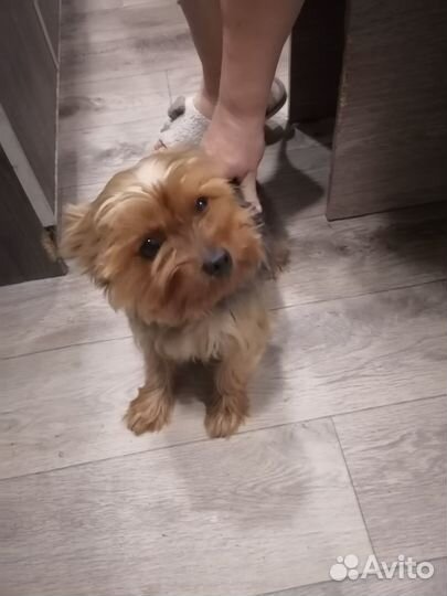 Продаю йоркширский терьер