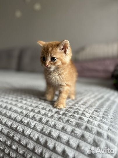 Рыжий котенок мальчик