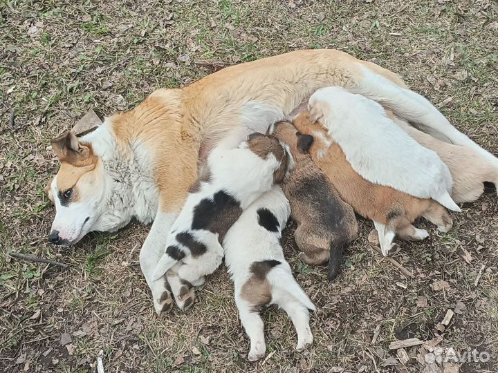 Отдам собаку в добрые руки бесплатно