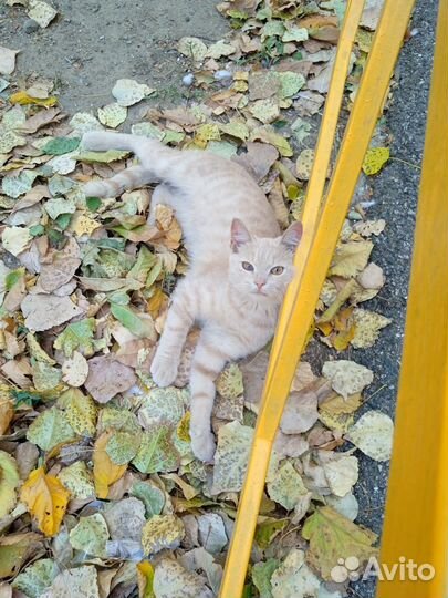Рыжий котик
