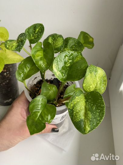 Эпипремнум неон и глобал грин