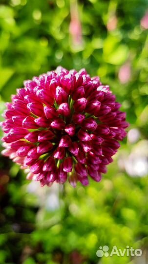 Луки декоративные