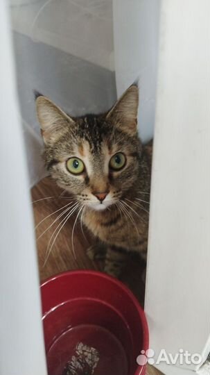 Котенок девочка в добрые руки