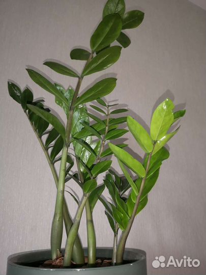 Замиокулькас