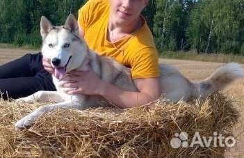 Отдам собаку в добрые руки