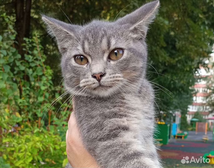 Очень красивый котенок, честное слово