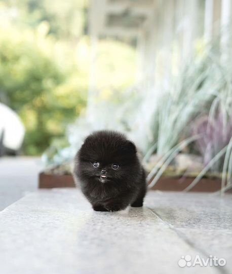 Черный экстра микро померанский шпиц мишка