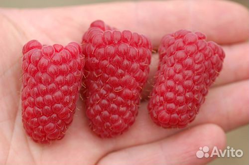 Малина Пшехиба(саженцы)