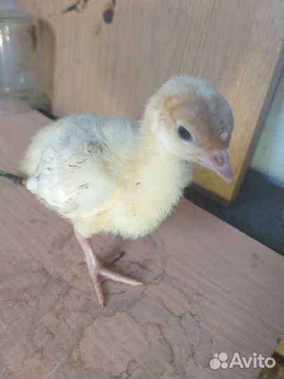 Индюшата суточные и подрощенные