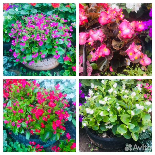 Бегония вечноцветущая