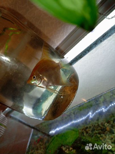 Скалярия золотая