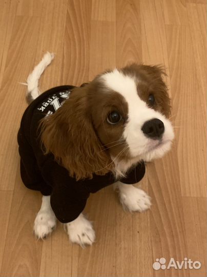 Худи на собаку/щенка