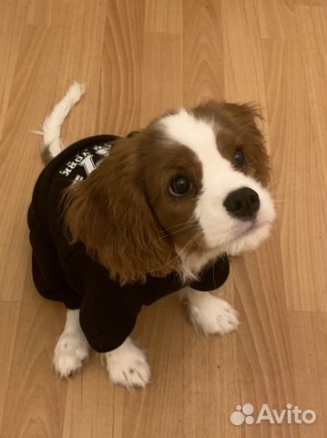 Худи на собаку/щенка