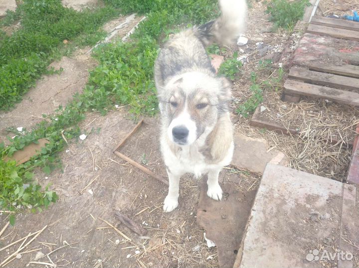 Кавказская овчарка