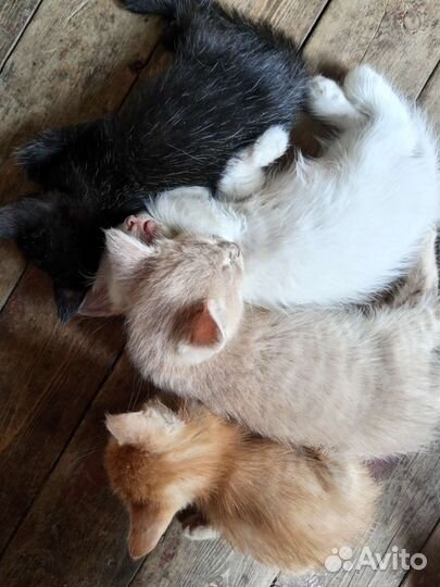 Котята в добрые руки бесплатно